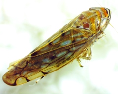 Osbornellus rotundus
