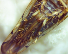 Osbornellus rotundus