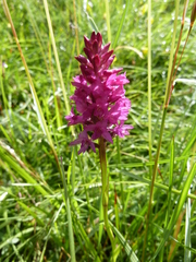 Gymnadenia