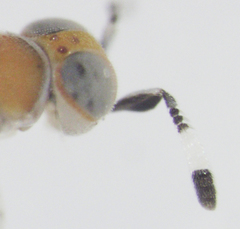 Metaphycus maculipennis