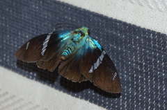 Astraptes