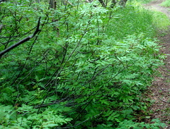 Sorbus sambucifolia