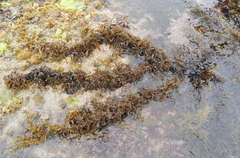 Sargassum sinclairii