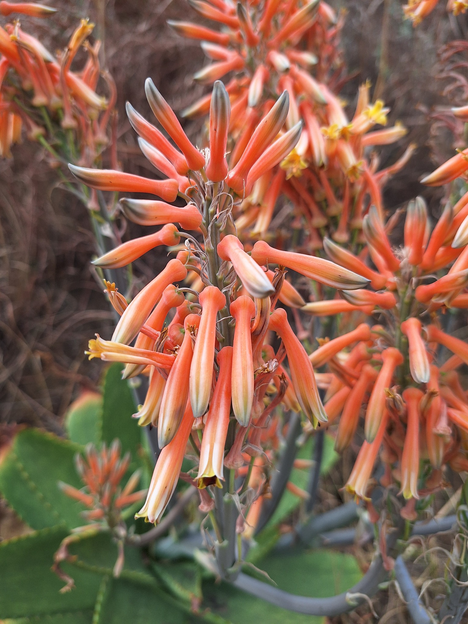 Aloe graciliflora