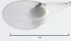 Metaphycus maculipennis