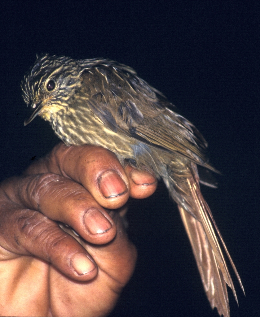 Lineated Foliage-Gleaner