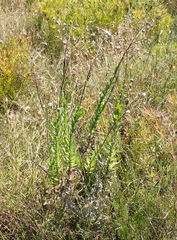 Senecio glastifolius