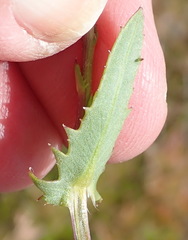 Senecio glastifolius
