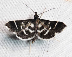 Diasemiodes janassialis
