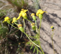 Senecio ilicifolius