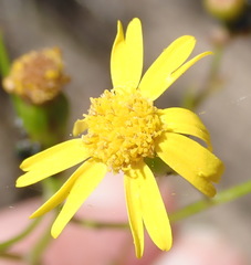 Senecio ilicifolius
