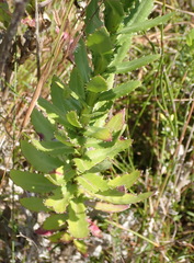 Senecio glastifolius