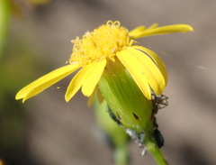 Senecio ilicifolius