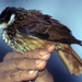 Trepamusgos Barbablanca Andino - Photo Aves y Conservación, sin restricciones conocidas de derechos (dominio público)