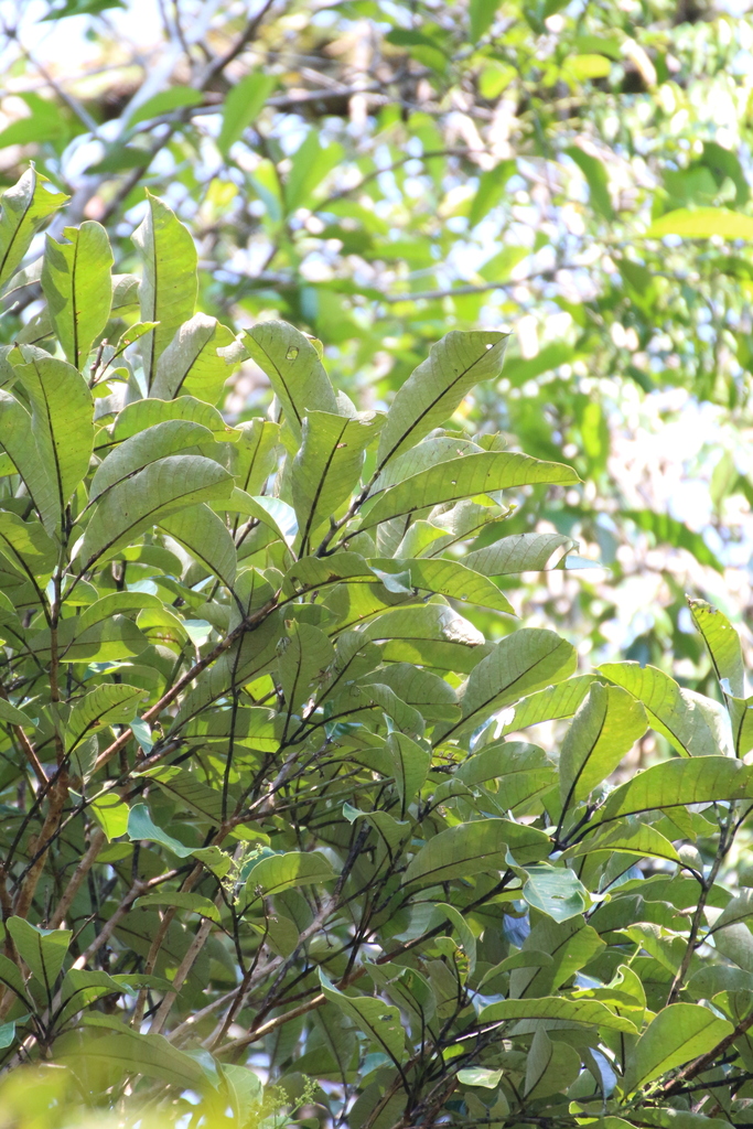 Semecarpus heterophyllus