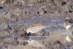 Calidris fuscicollis