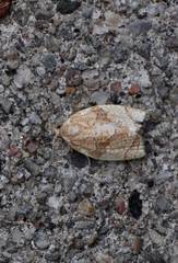 Adoxophyes negundana