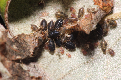 Chaitophorus salijaponicus