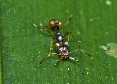 Orectognathus versicolor