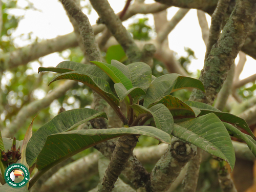 Templetree