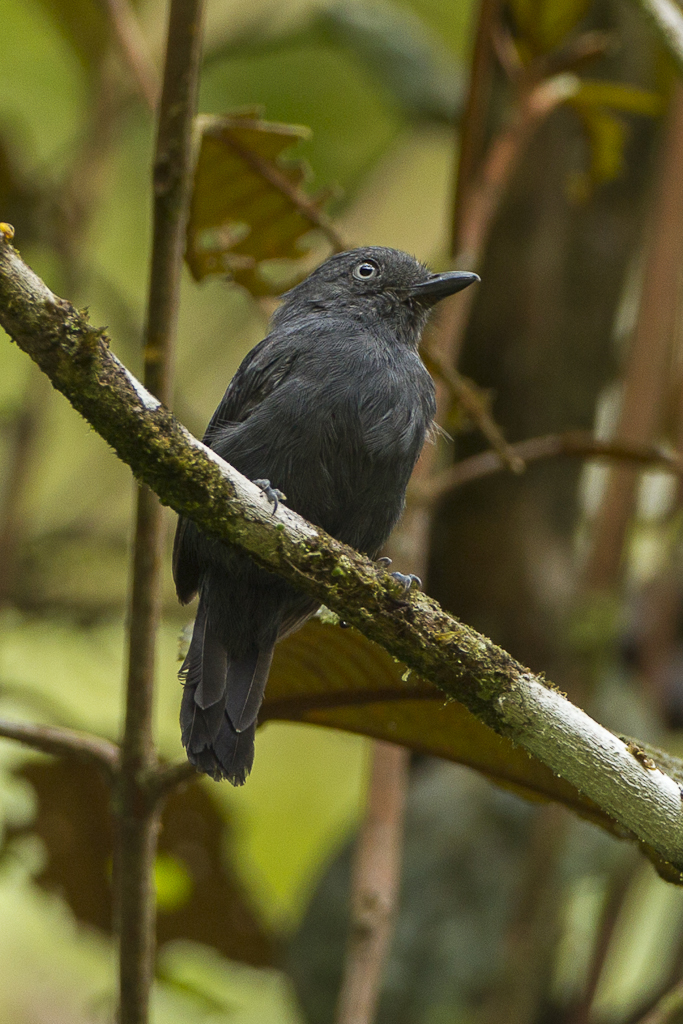 Uniform Antshrike photo