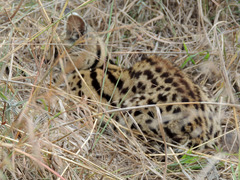 Leptailurus serval