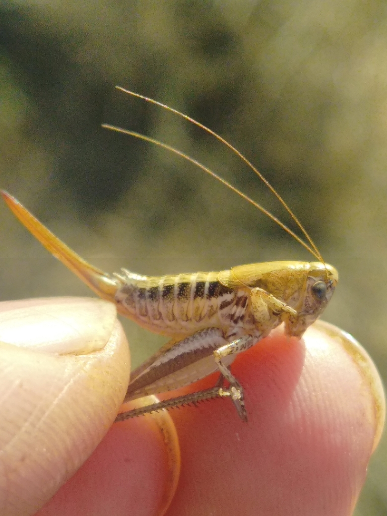 Ctenodecticus bolivari