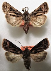 Agrotis gladiaria