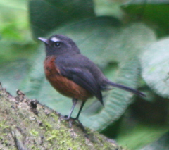 Ochthoeca cinnamomeiventris