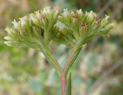 Crassula subulata subulata