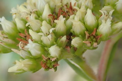 Crassula subulata subulata