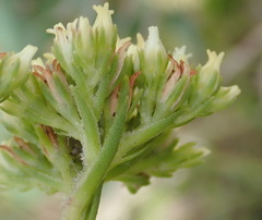 Crassula subulata subulata