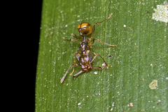 Orectognathus versicolor