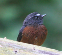 Ochthoeca cinnamomeiventris