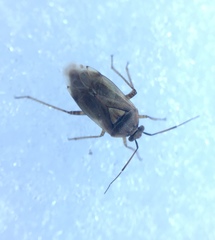 Miridae