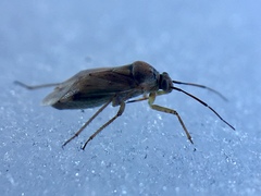 Miridae