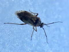 Miridae