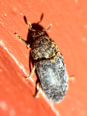 Dermestes undulatus