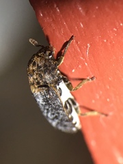 Dermestes undulatus