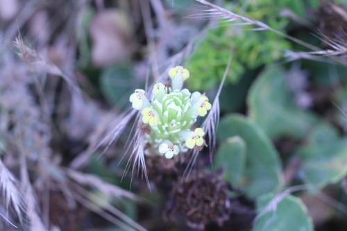 Johnny-nip (Castilleja ambigua)