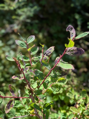 Oval-leaf Blueberry