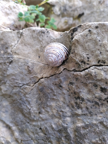 Macularia sylvatica