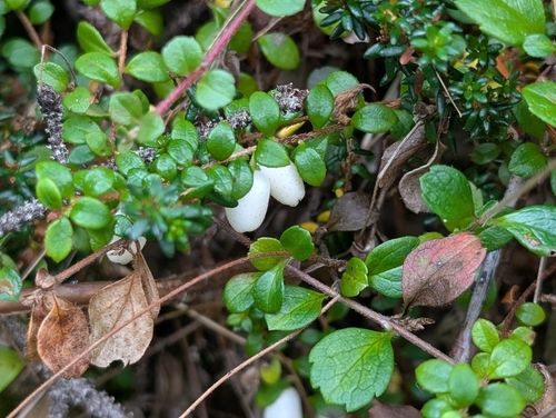 creeping snowberry