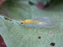 Calochrysa extranea