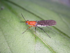 Lagenosoma dimorphum