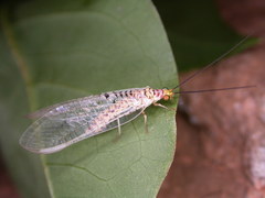 Italochrysa exilis
