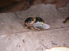 Pterodontia mellii