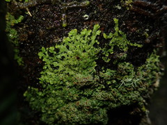 Pannaria sphinctrina