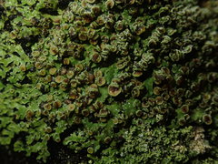 Pannaria sphinctrina