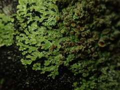 Pannaria sphinctrina